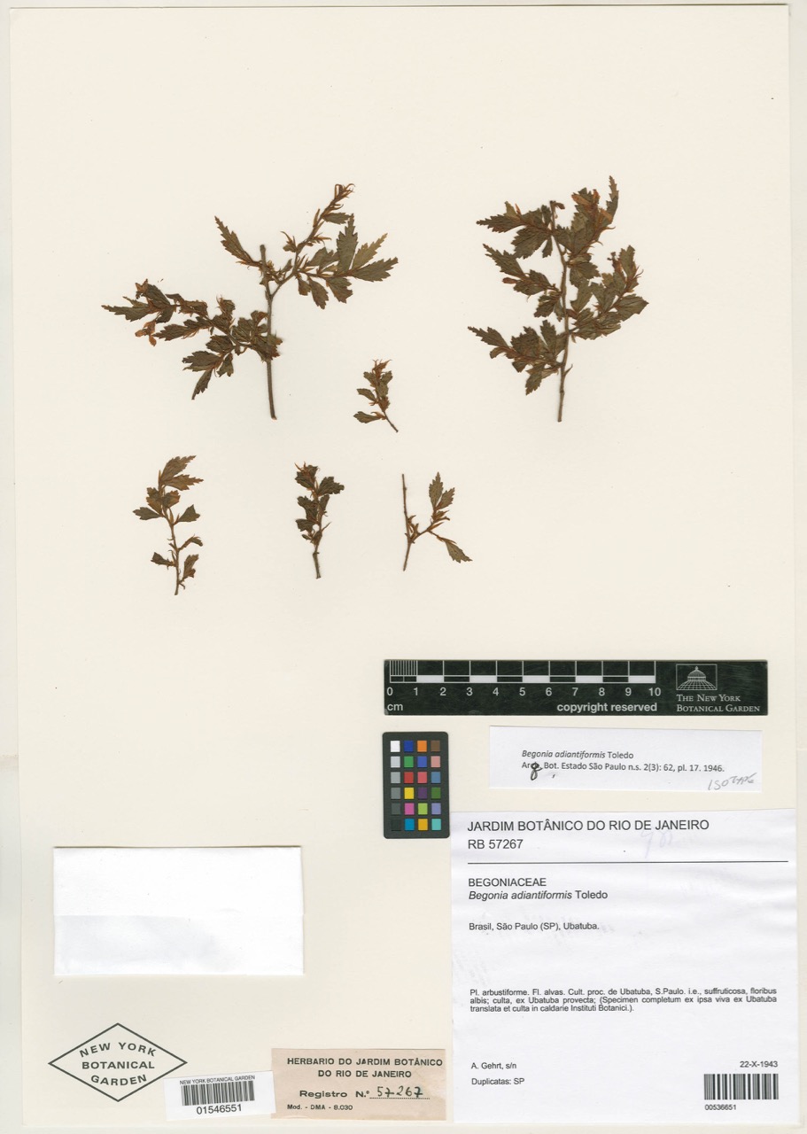 B. itatinensis